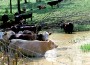Failure to get enough water will reduce animal performance more quickly and more severely than any other nutrient deficiency.