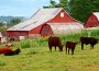 A producer and a veterinarian in western Kansas recently called in the expertise from the Production Animal Field Investigation Unit with the Veterinary Diagnostic Laboratory at Kansas State University to help solve the mystery surrounding deaths of several calves on a drought-stricken ranch.