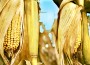 Farmers and ranchers have some serious decisions to be making. Some of the corn is hanging on, other fields are not going to make it and have started dying.