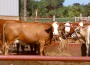 Thinning the herd is not a bad idea for those of us that did not receive rains recently. With the outlook of limited fall pasture and even more serious problem of lack of hay or feed resources to adequately winter the cow herd, some measures may need to be implemented in order to stretch the available feed resources.