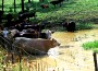 The causes of harmful algal blooms are not completely understood. They are related to increased nitrogen and phosphorus concentrations in water, but the exact relationships between nutrient concentrations and blooms are complex and difficult to predict.