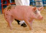 Recent news that some major U.S. restaurant chains, including McDonald’s, will phase out buying of pork supplied by producers who use gestation stalls for pregnant sows has sparked conversation and concern among pork producers as well as consumers.